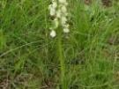 Anacamptis morio ssp. morio